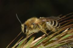 Apidae Melittinae